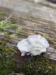 Image result for Merulius incarnatus