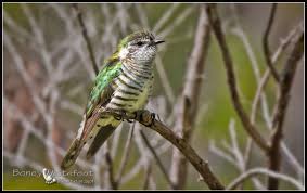 Shining Cuckoo Cuckoo Animals Birds