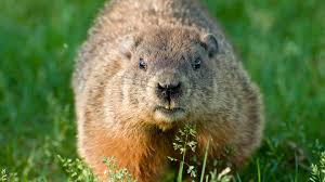 Maybe you would like to learn more about one of these? Electric Fence For Groundhogs Zareba