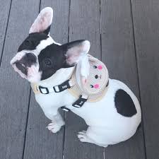 Why harness is the best choice for french bulldog? Batpig Backpack Harness Cloudy Lamb Batpig Pet Supply
