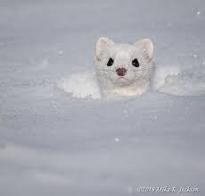 Ermine Cute Ferrets Animals Friends Cute Animals