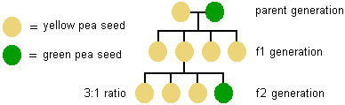 Practice Quiz For Mendels Genetics