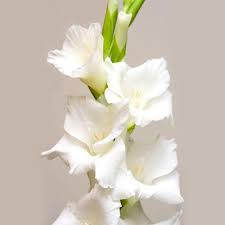 Image result for Gladiolus virgineus