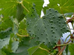 Image result for Colomerus vitis