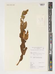 Image result for Pachycarpus appendiculatus