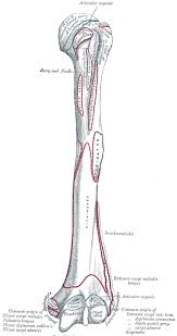 The Humerus Human Anatomy Forearm Muscle Anatomy Anatomy Anatomy Flashcards