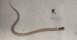 Male black widows will also send out vibrations on a female's web to indicate they are there for mating and not eating. Redback Spider Takes On Snake In Venomously Viral Video Cnet
