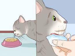 Chin acne is a common skin condition in cats. How To Treat Feline Acne 14 Steps With Pictures Wikihow