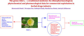 Image result for Sida veronicifolia