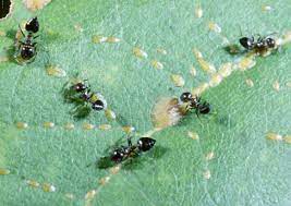 How to keep ants off a blueberry tree. Do You Have Ants On Your Plants North Carolina Cooperative Extension