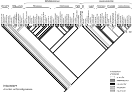 Image result for Polyceratocarpus