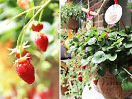 Wenn sie richtig gegossen und gedüngt werden und im herbst bei bedarf geschnitten. Erdbeer Minze Blu Krauter Gemuse So Gesund Kann Lecker Sein