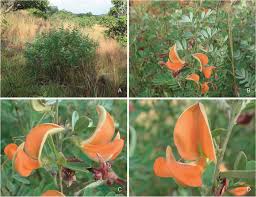 Image result for Tephrosia montana