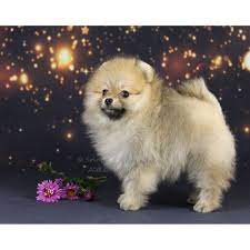pomeranian devochka shenok pomeranskij shpic oranzh sobol kupit v pitomnike 862 shenok pomeranskogo shpica pomeranskij pomeranskij shpic