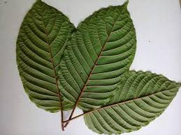 Rebus 8 lembar daun sirih muda dengan 500 ml air. Kratom Kapuas Inlagg Facebook