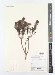 Image result for Phymaspermum