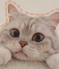 Pics of the cutest kittens, lots of purebred kitten photos, cutest kitten pictures and photos of adorable kittens. Cute Kitten Anime Images Kitten