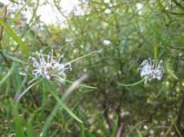 Image result for Grevillea linearifolia
