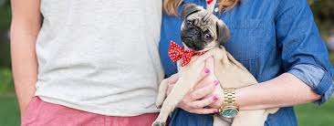 We did not find results for: How Long Does It Take To Potty Train A Pug Timeline
