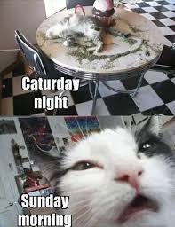 Cats › caturday memes & gifs. Caturday Memes