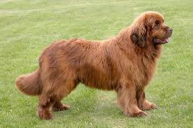 A k c newfoundland puppies, d.o.b. Newfoundland Dog Breed Information Pictures Characteristics Facts Dogtime