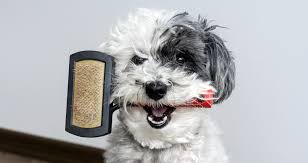 It is regarded as a very popular breed around the world and remains small all their life. 10 Best Brushes For Long Haired Dogs 2021 Review