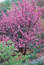 Weeping alaska yellow cedar available in washington state. Washington State Noxious Weed Control Board