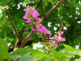 Image result for Buchnera speciosa