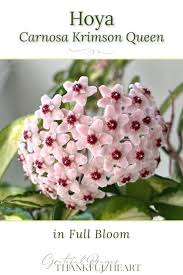 Image result for hoya plant flower