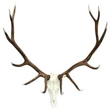 Check spelling or type a new query. Elk European Mount Cast Horn Designs