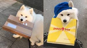 Send Your Cutest Delivery Girl Cute Animals Cute Animals