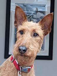 8-year-old dog still shredding items daily