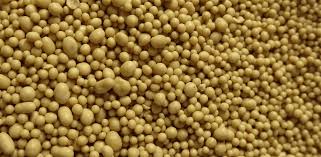 Dealtfel, drojdia de bere are multe calitati nutritive: Drojdia De Cate Feluri Este Si Ce Beneficii Are Cancer360