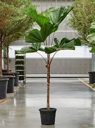 Image result for Licuala grandis