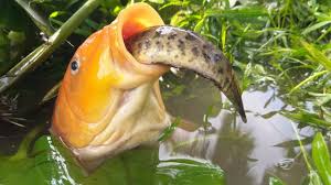 Monster Fish Are Eating Small Fish.. Smartly Hunting | - YouTube