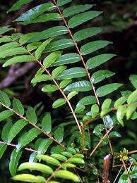 Image result for Zanthoxylum