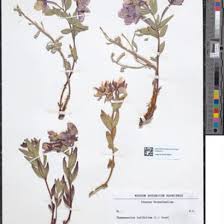 Image result for Warneckea sansibarica