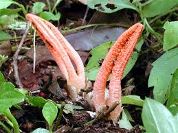 Image result for Pseudocolus schellenbergiae