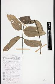 Image result for Xeroderris stuhlmannii