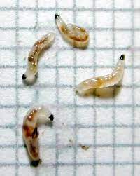 The resident expert in our department prefers to use a beechwood creosote solution to clear the worms and make their internal structures. Fungus Gnat Larvae Icps