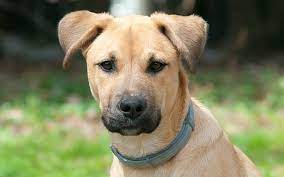Resilient and tough, the black mouth cur was bred to be a hunting and working dog in the southeastern united states. Black Mouth Cur Your Complete Guide To An Unusual Breed