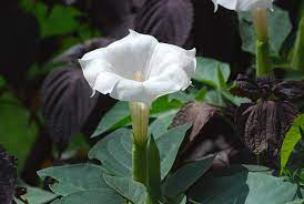 Family owned bellflower missouri florist local flower hand delivery mo Bell Shaped White Flowers Photograph By Ee Photography