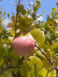 Image result for Chrysobalanaceae