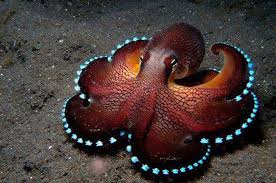 Ahtapotlar Hakkinda Duyunca Cok Sasiracaginiz 7 Bilgi