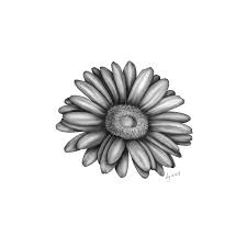 Choose your favorite gerbera daisy drawings from 26 available designs. Gerbera Daisy Drawing By Laura Teti