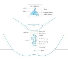 A lesson in female anatomy. Female Sexual Anatomy Vulva Vagina And Breasts