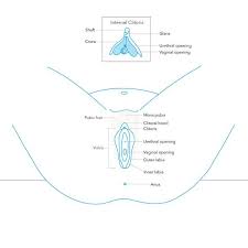 Apr 29, 2021 · this is by far the best science center i have ever been to. Female Sexual Anatomy Vulva Vagina And Breasts