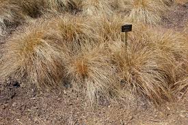 Image result for Carex conferta