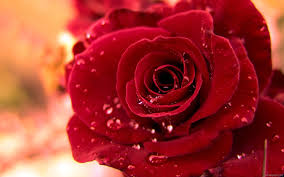 The Rose A Poem Rose Flower Pictures Rose Flower Wallpaper Red Rose Flower