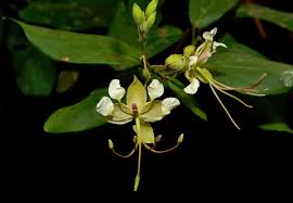 Image result for Cadaba